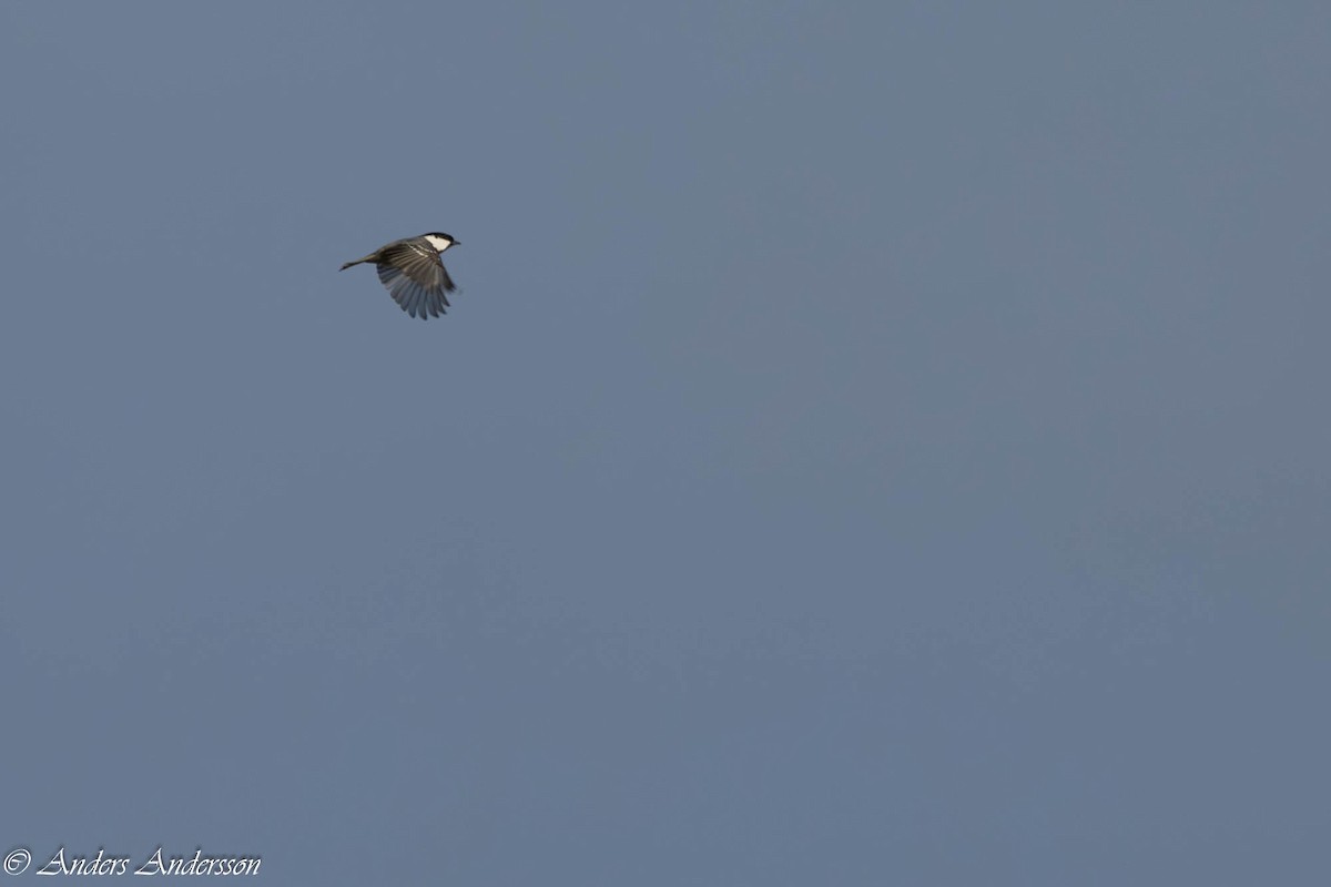 Coal Tit - ML642898959