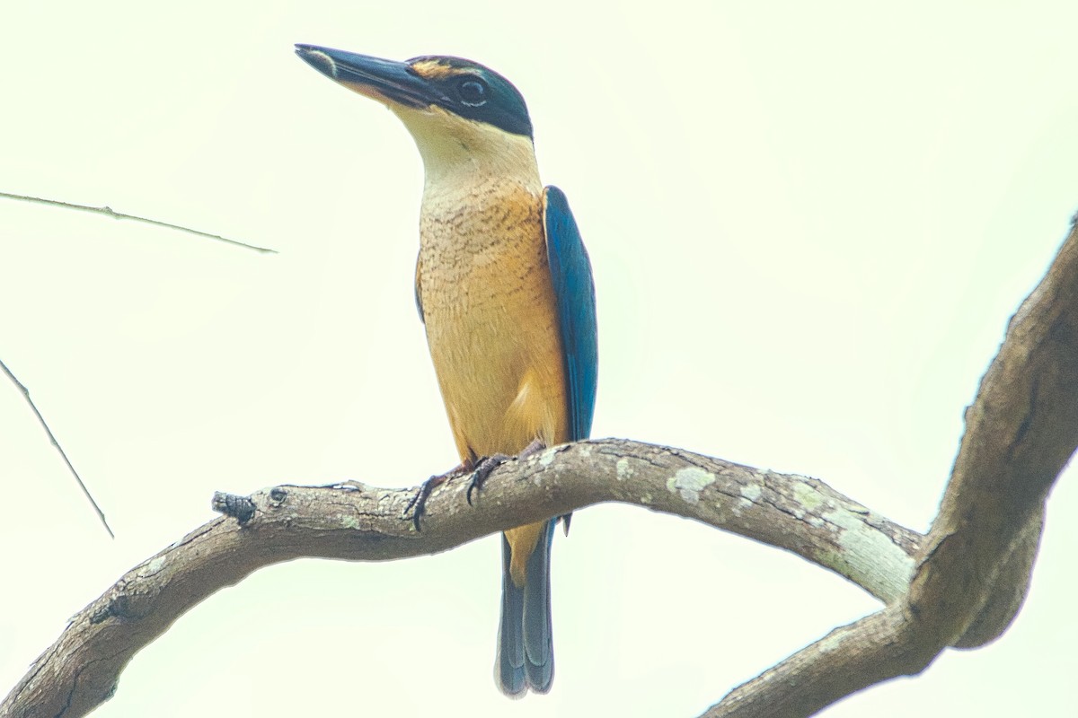 Sacred Kingfisher (Australasian) - ML642898961