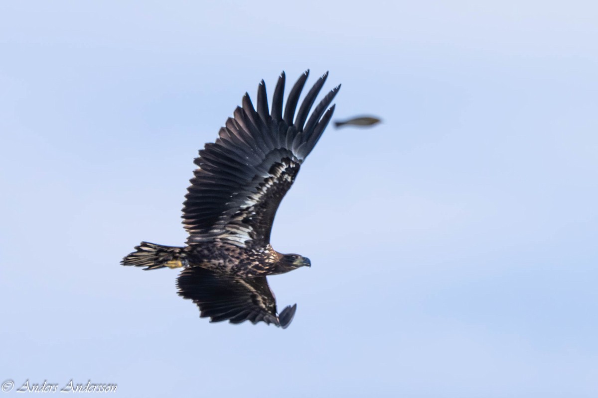 White-tailed Eagle - ML642898962
