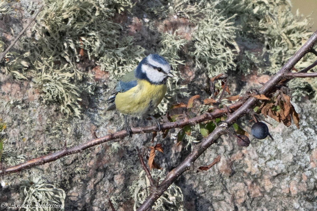 Eurasian Blue Tit - ML642898963