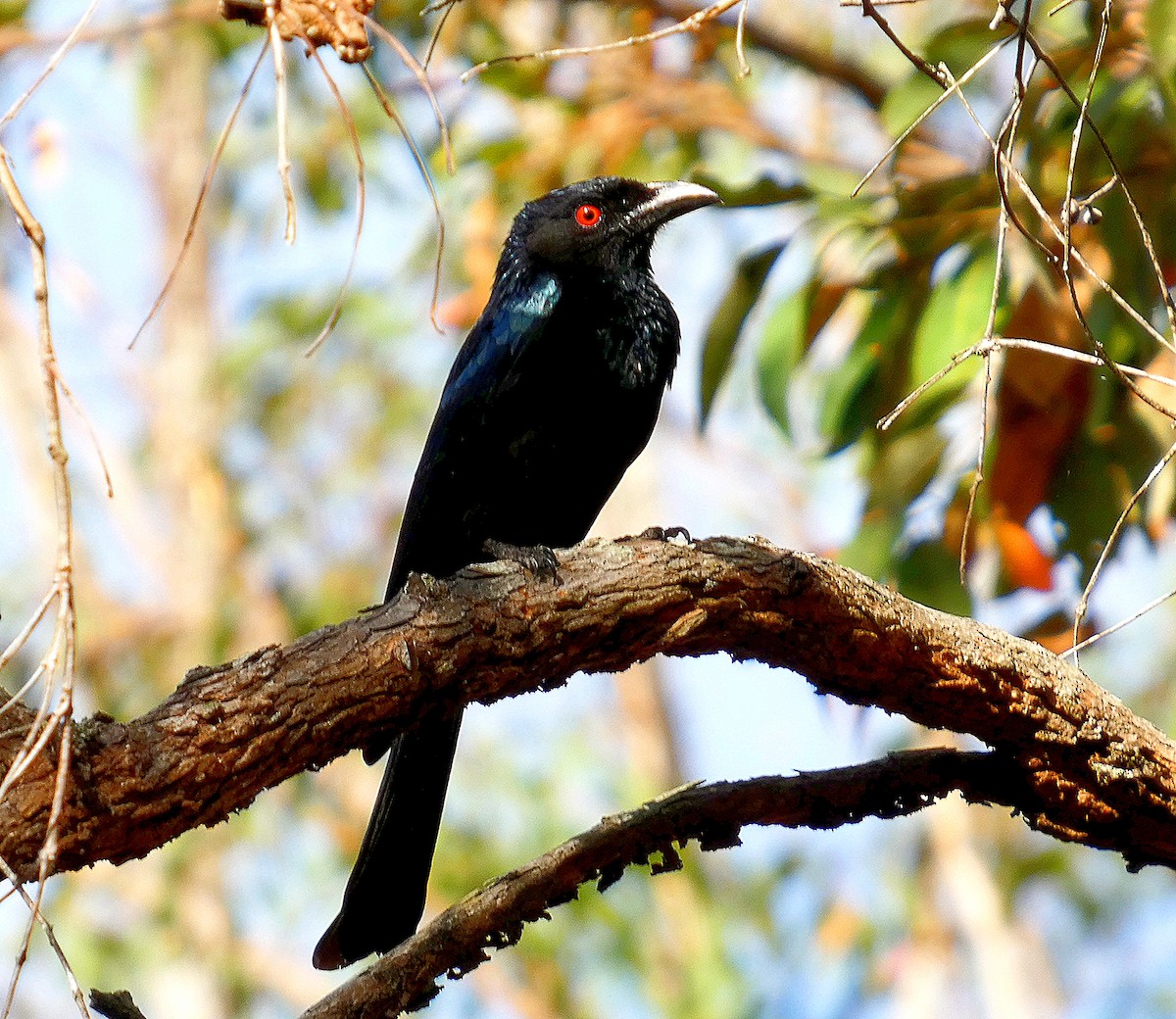 Spangled Drongo - ML642898964