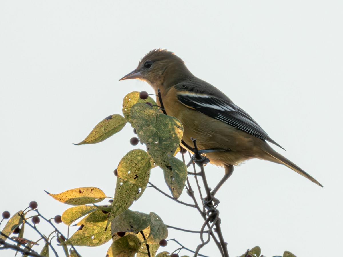 Baltimore Oriole - ML642898965