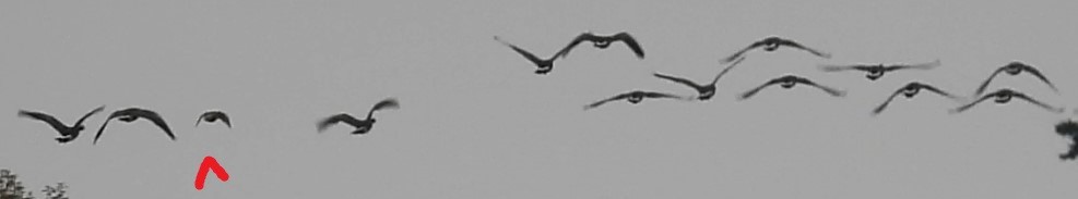 Mallard (Domestic type) - ML642898966