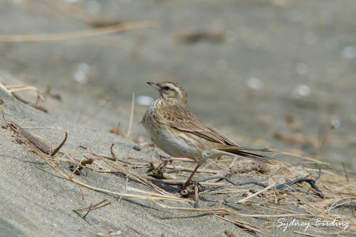 New Zealand Pipit - ML642898967