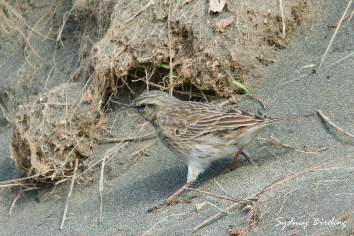 New Zealand Pipit - ML642898968