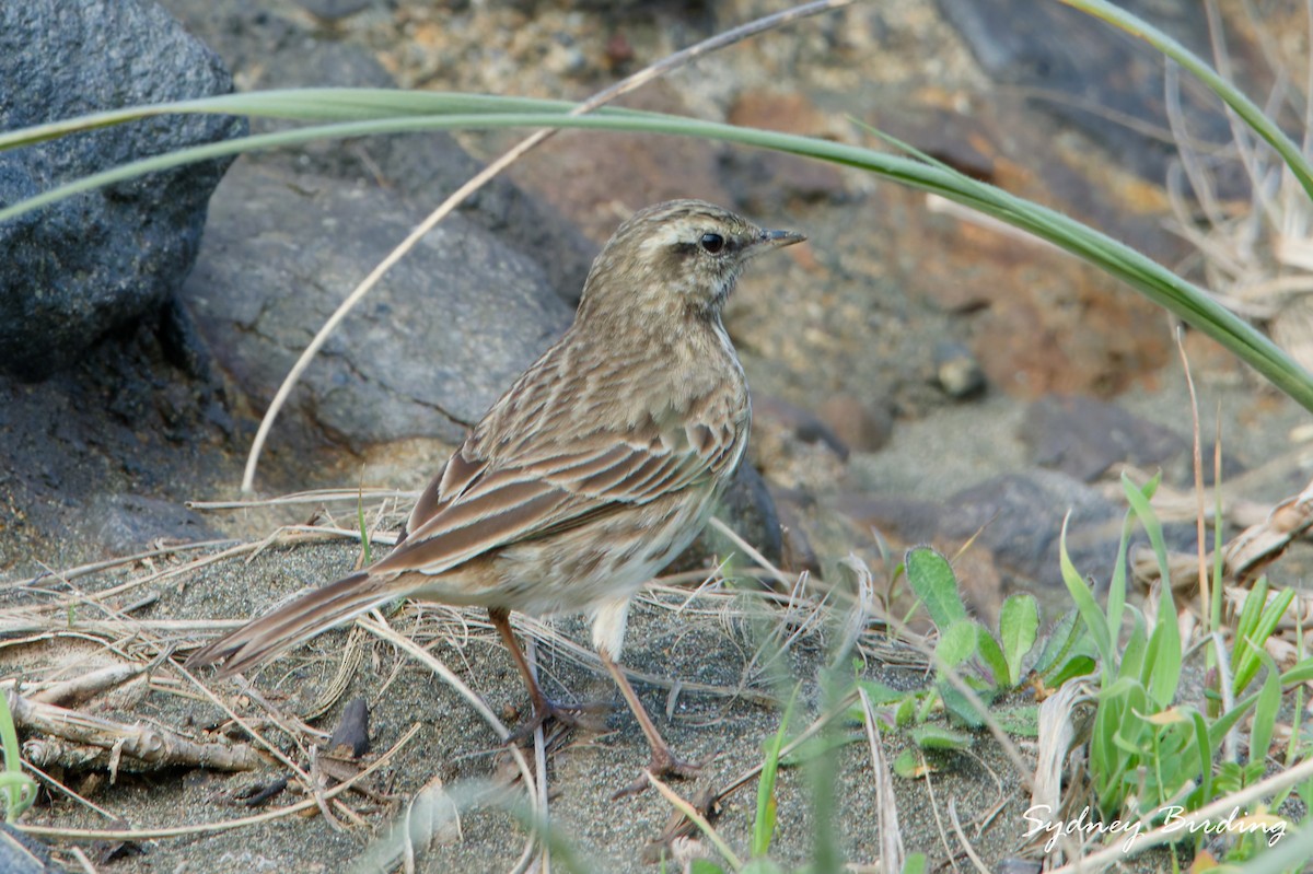 New Zealand Pipit - ML642898969