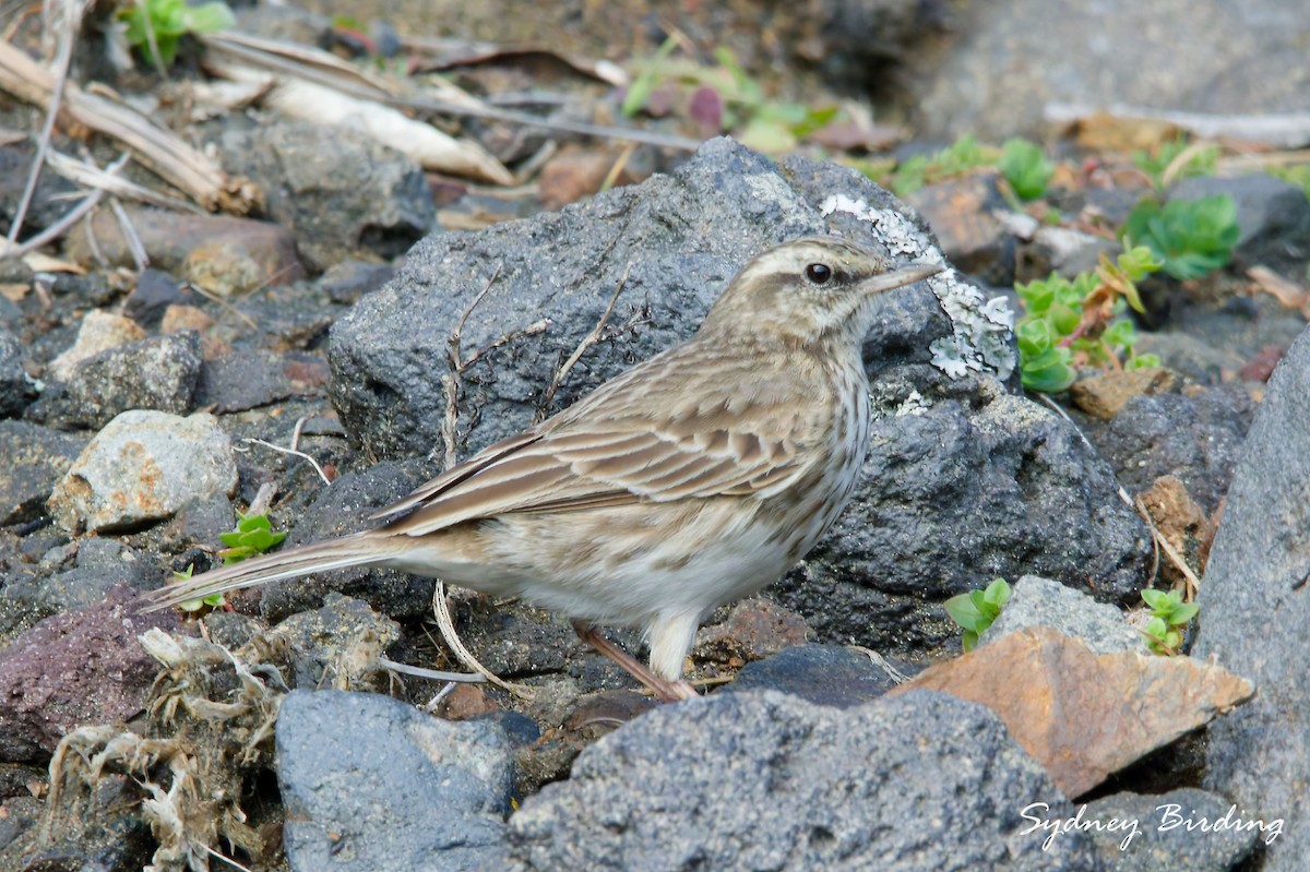 New Zealand Pipit - ML642898972