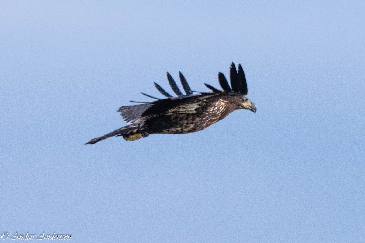 White-tailed Eagle - ML642898974