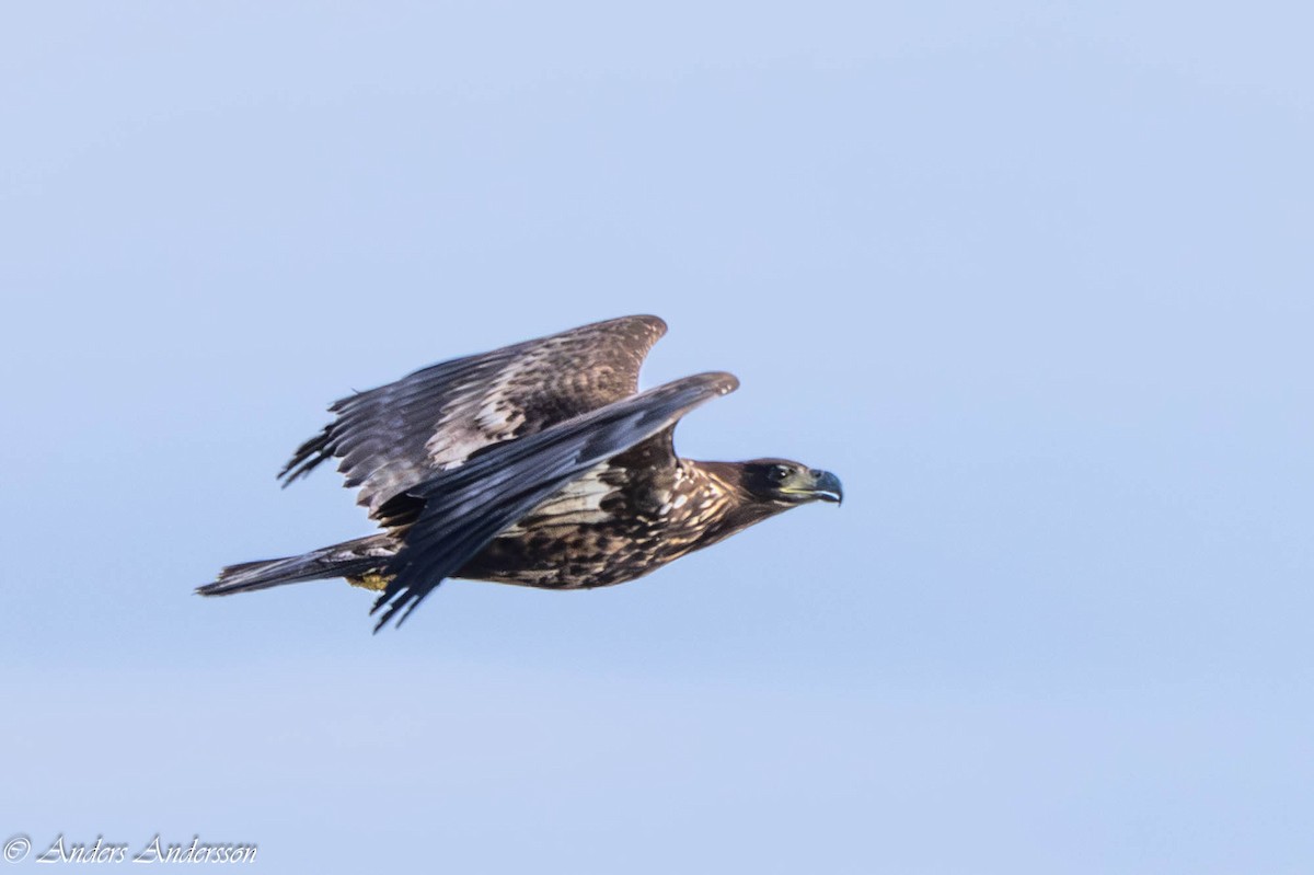 White-tailed Eagle - ML642898975