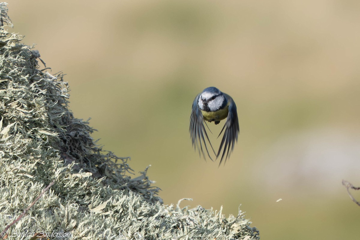 Eurasian Blue Tit - ML642898977