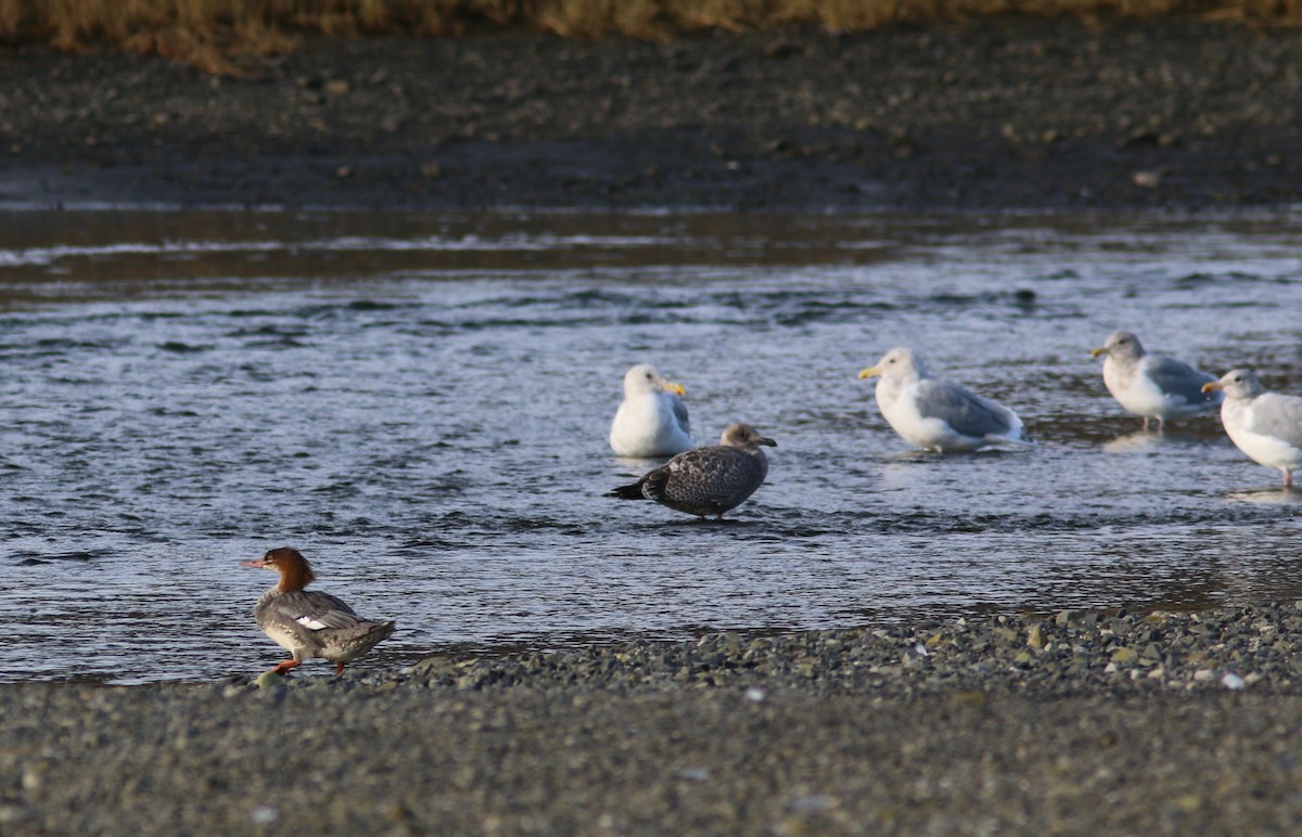 American Herring Gull - ML642898978