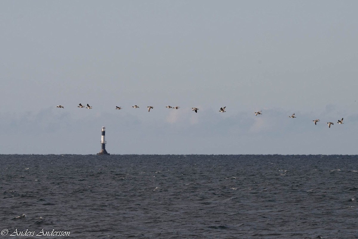 Barnacle Goose - ML642898981
