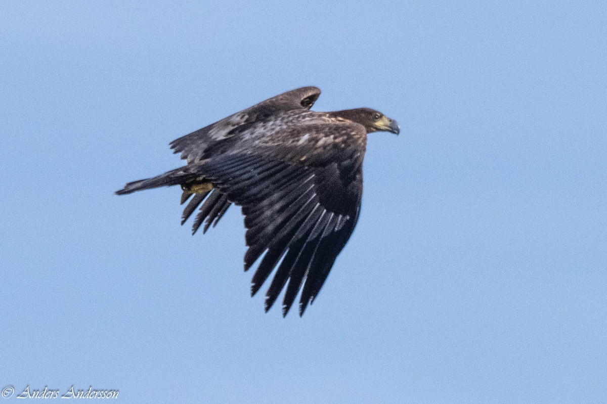 White-tailed Eagle - ML642898982
