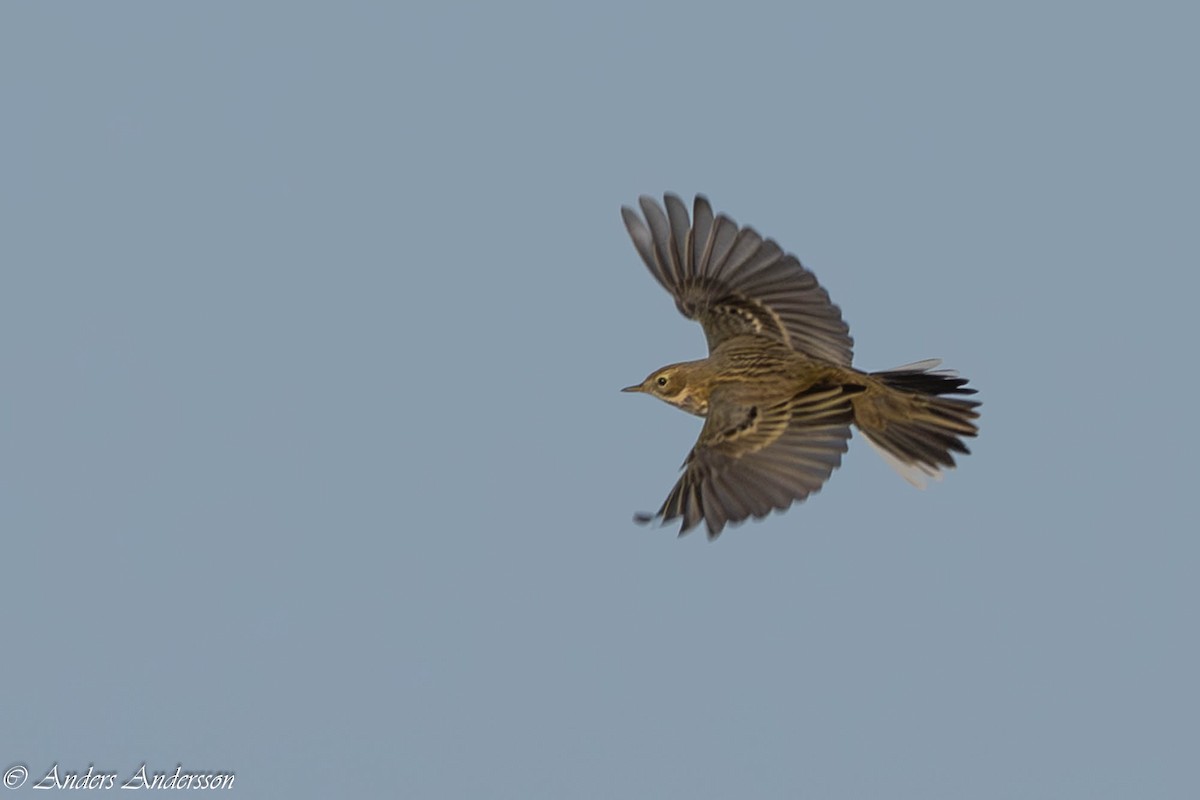 Meadow Pipit - ML642898983