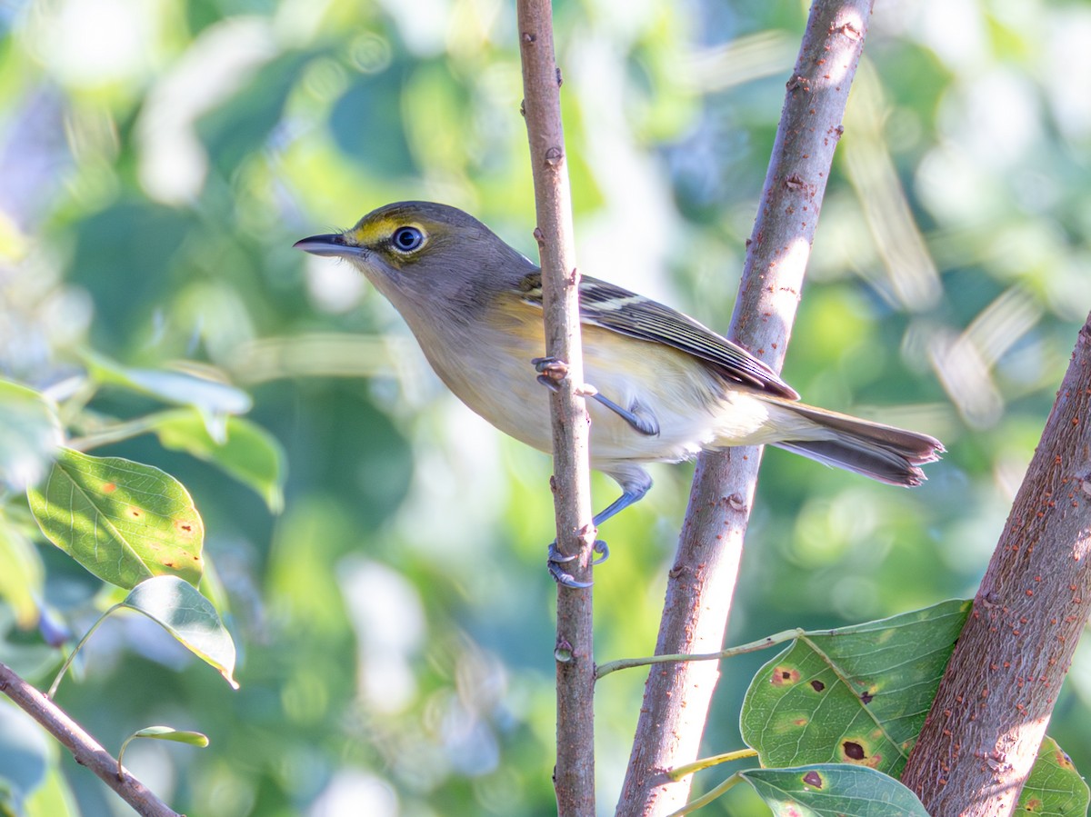 White-eyed Vireo - ML642898984