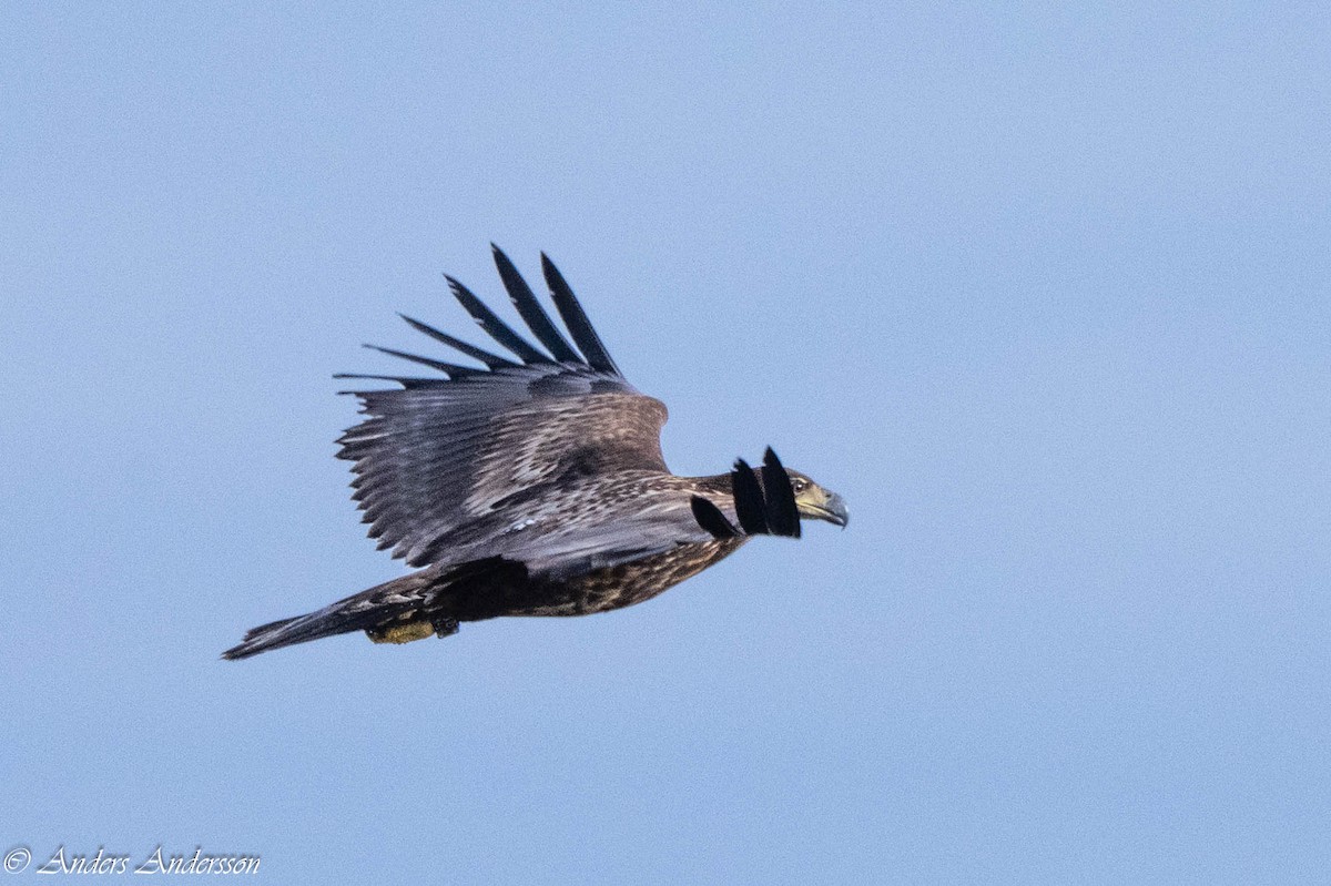 White-tailed Eagle - ML642898985