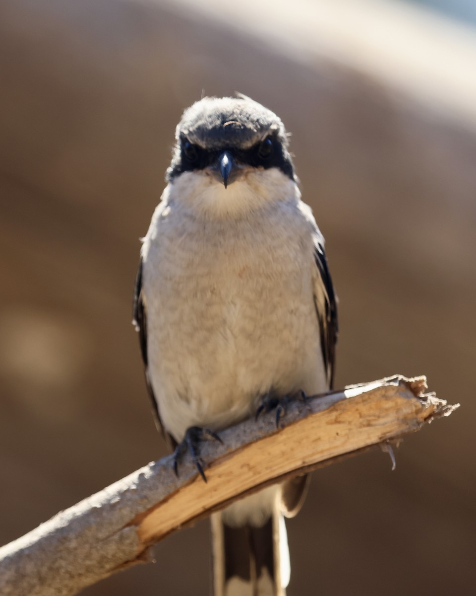 Loggerhead Shrike - ML642898995
