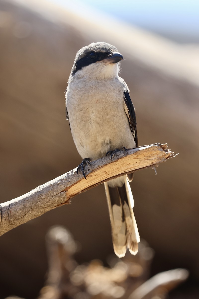 Loggerhead Shrike - ML642898996