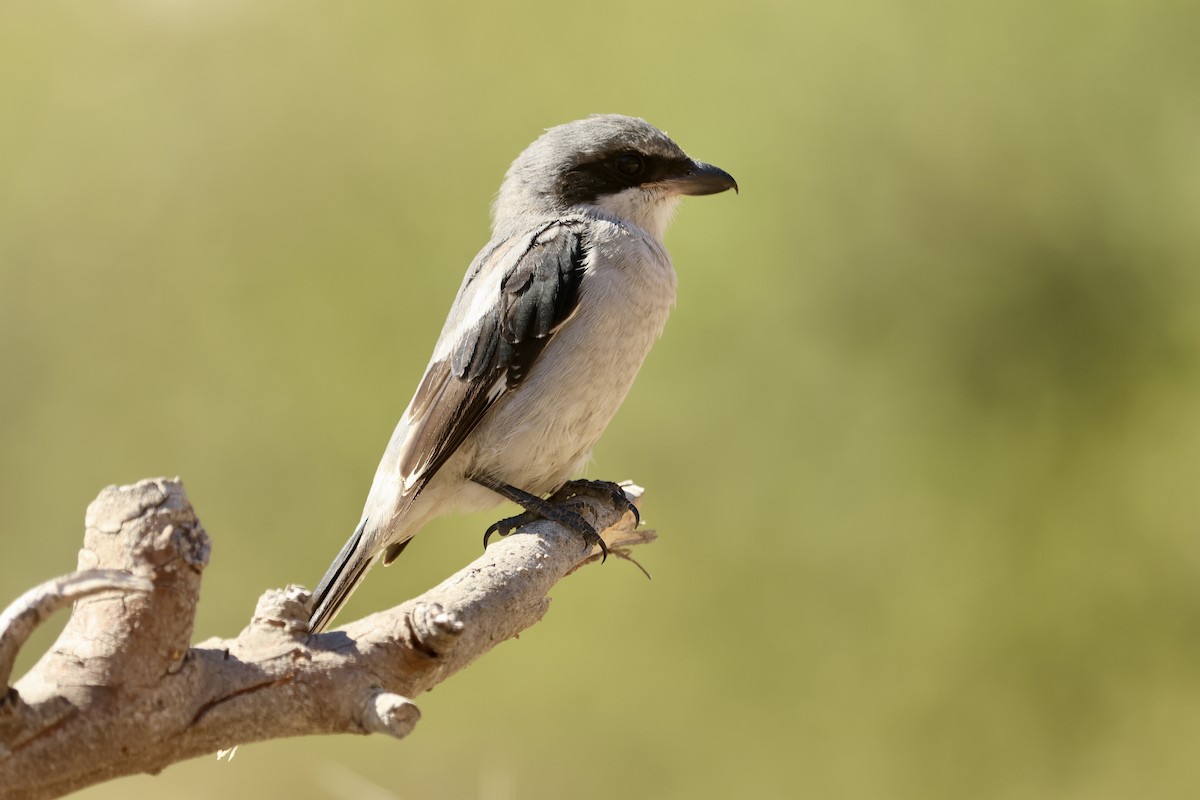 Loggerhead Shrike - ML642898997