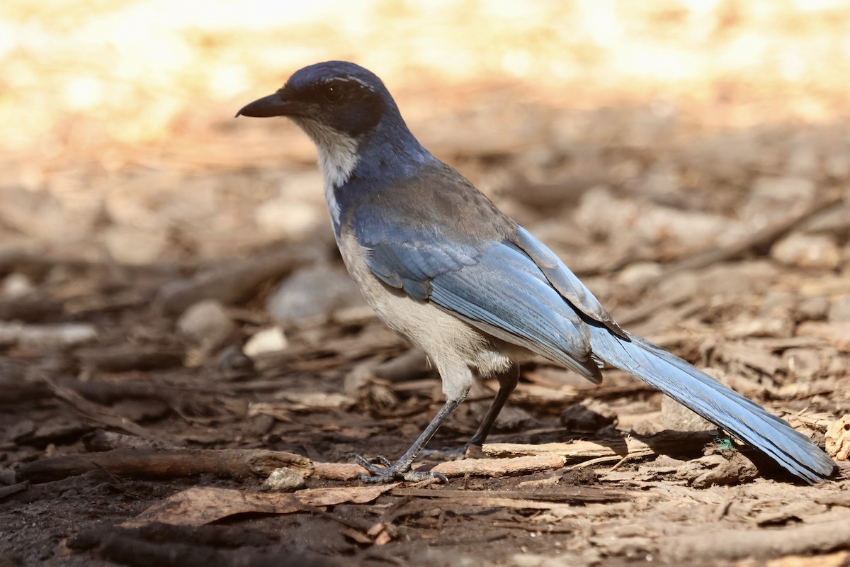 Island Scrub-Jay - ML642899001
