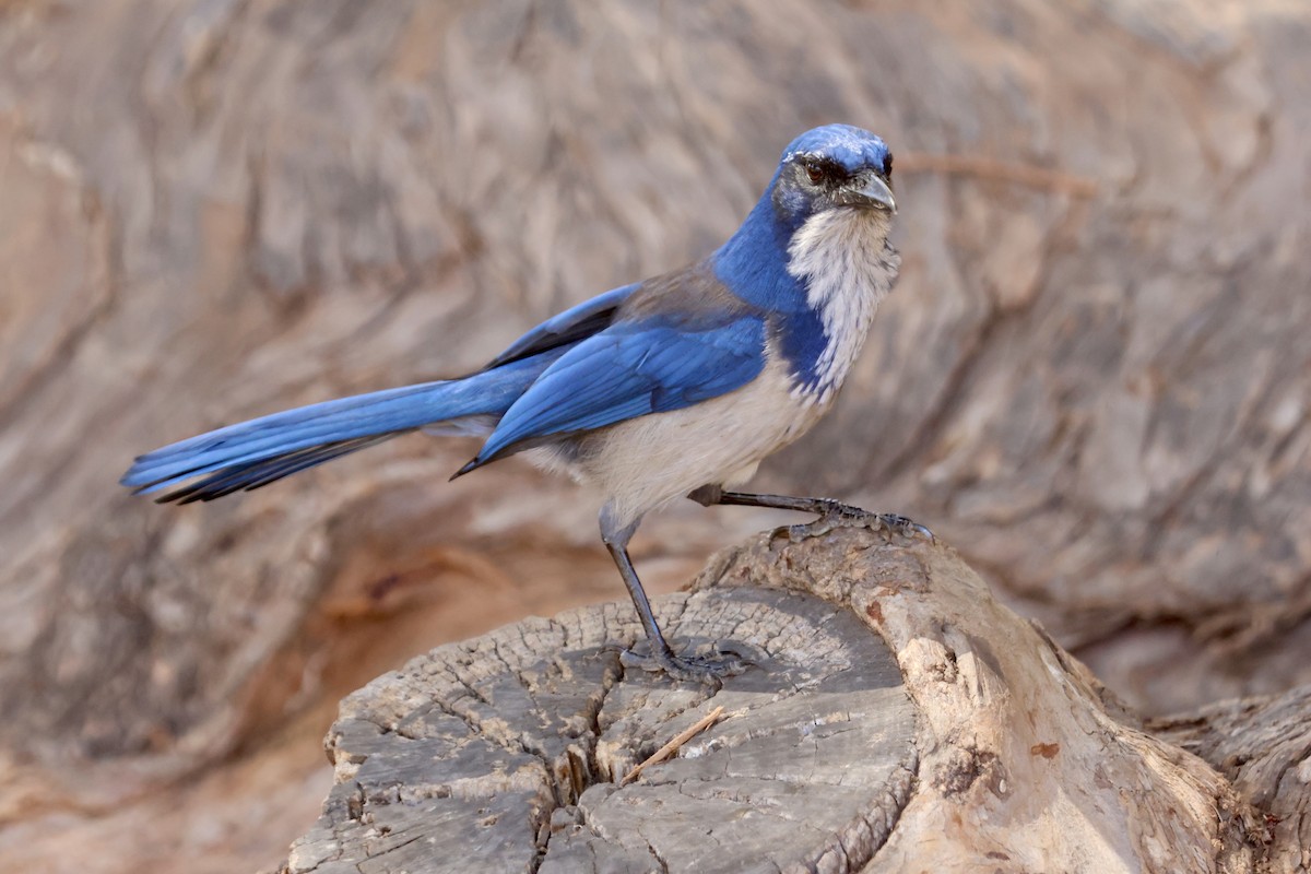 Island Scrub-Jay - ML642899002