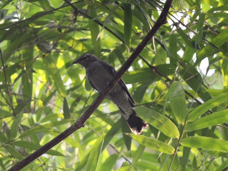 Black-headed Cuckooshrike - ML64289901