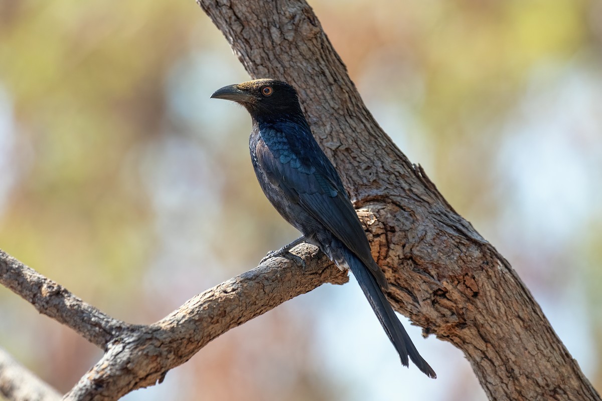 Spangled Drongo - ML642899013