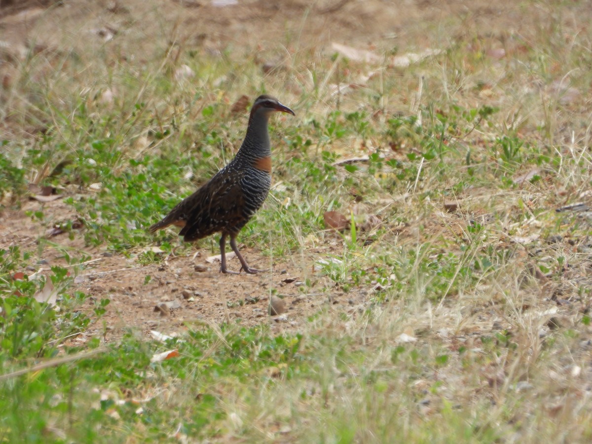 Buff-banded Rail - ML642899020