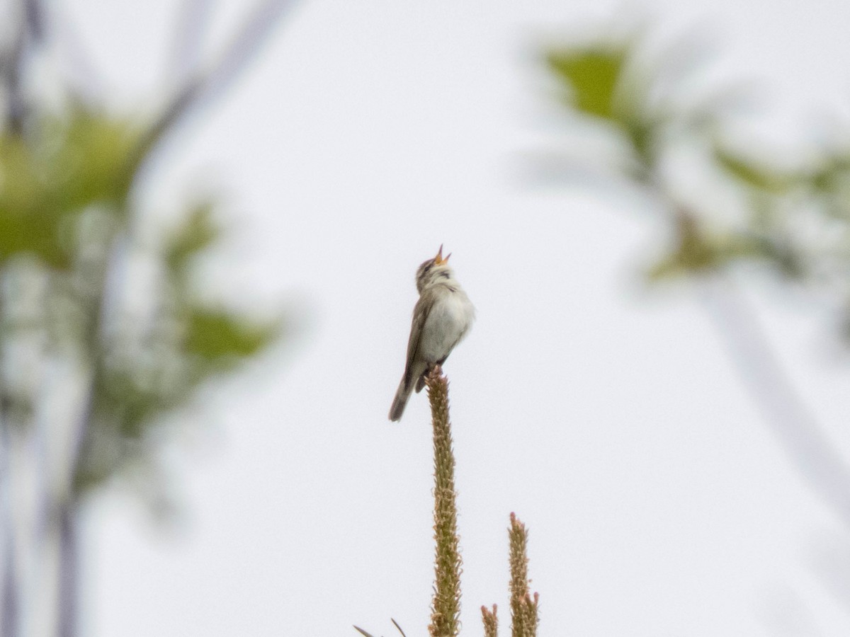 Arctic Warbler - ML642899023