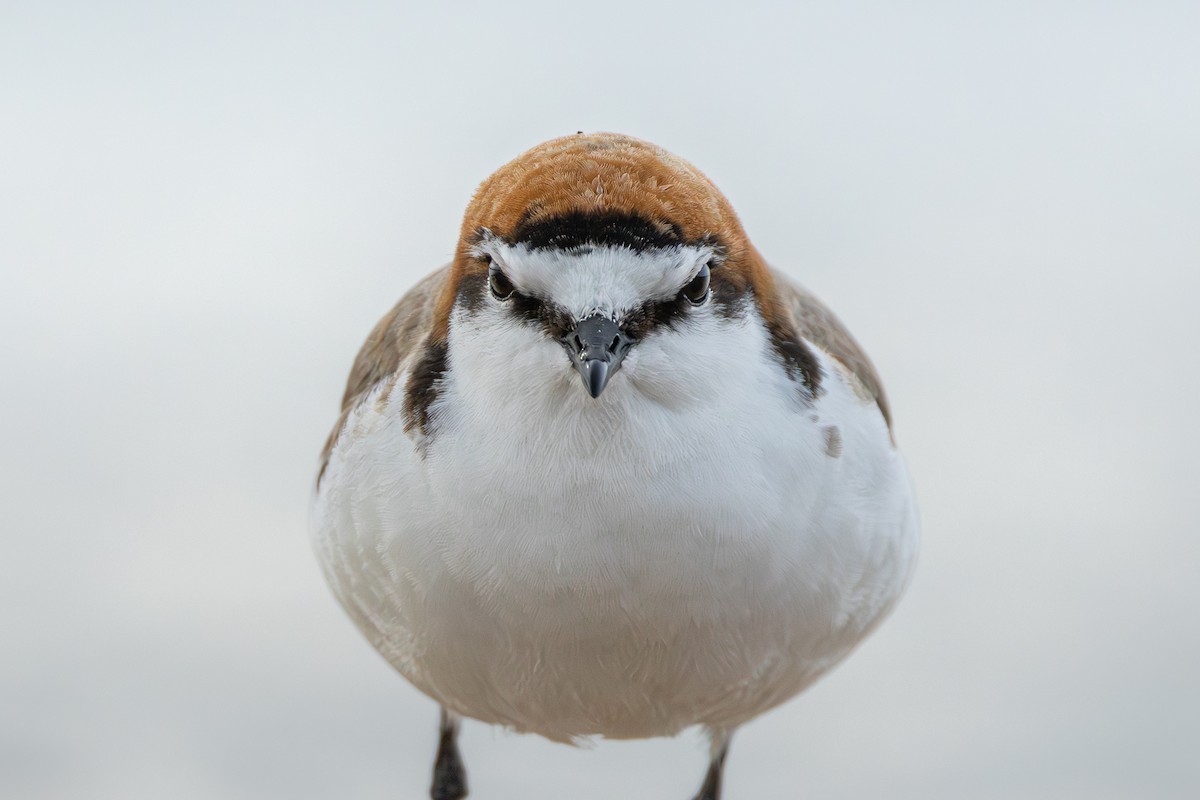 Red-capped Plover - ML642899027