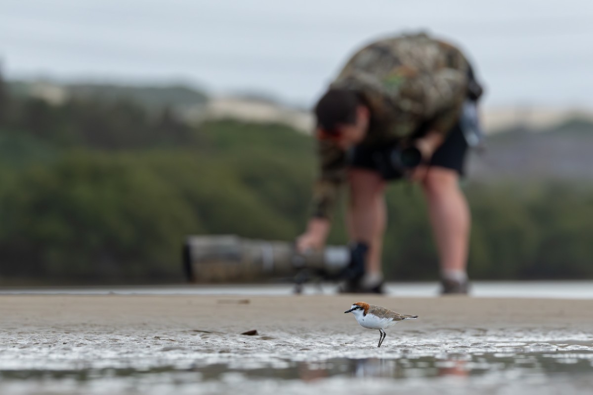 Red-capped Plover - ML642899028