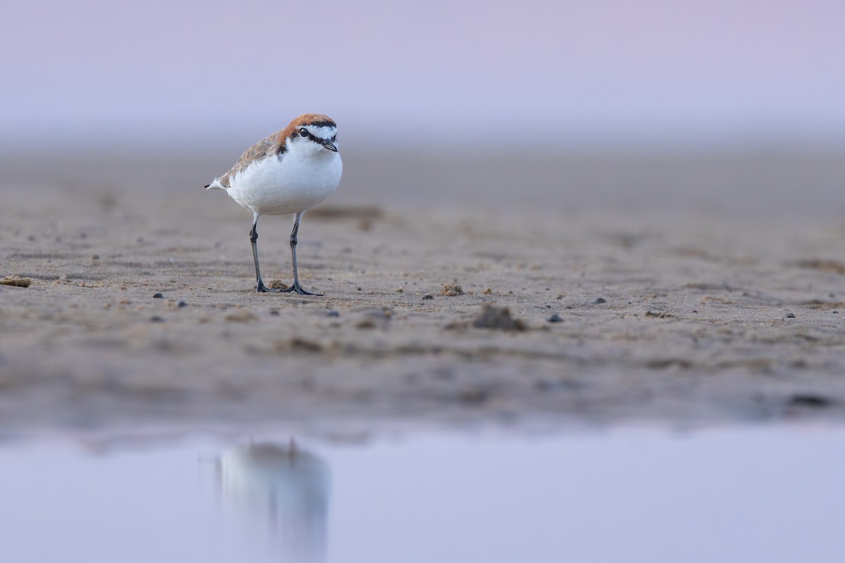 Red-capped Plover - ML642899029