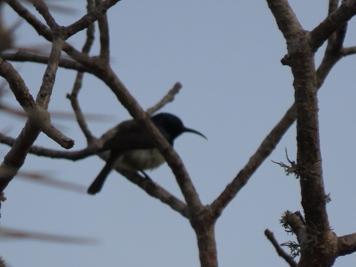 Souimanga Sunbird - ML642899030