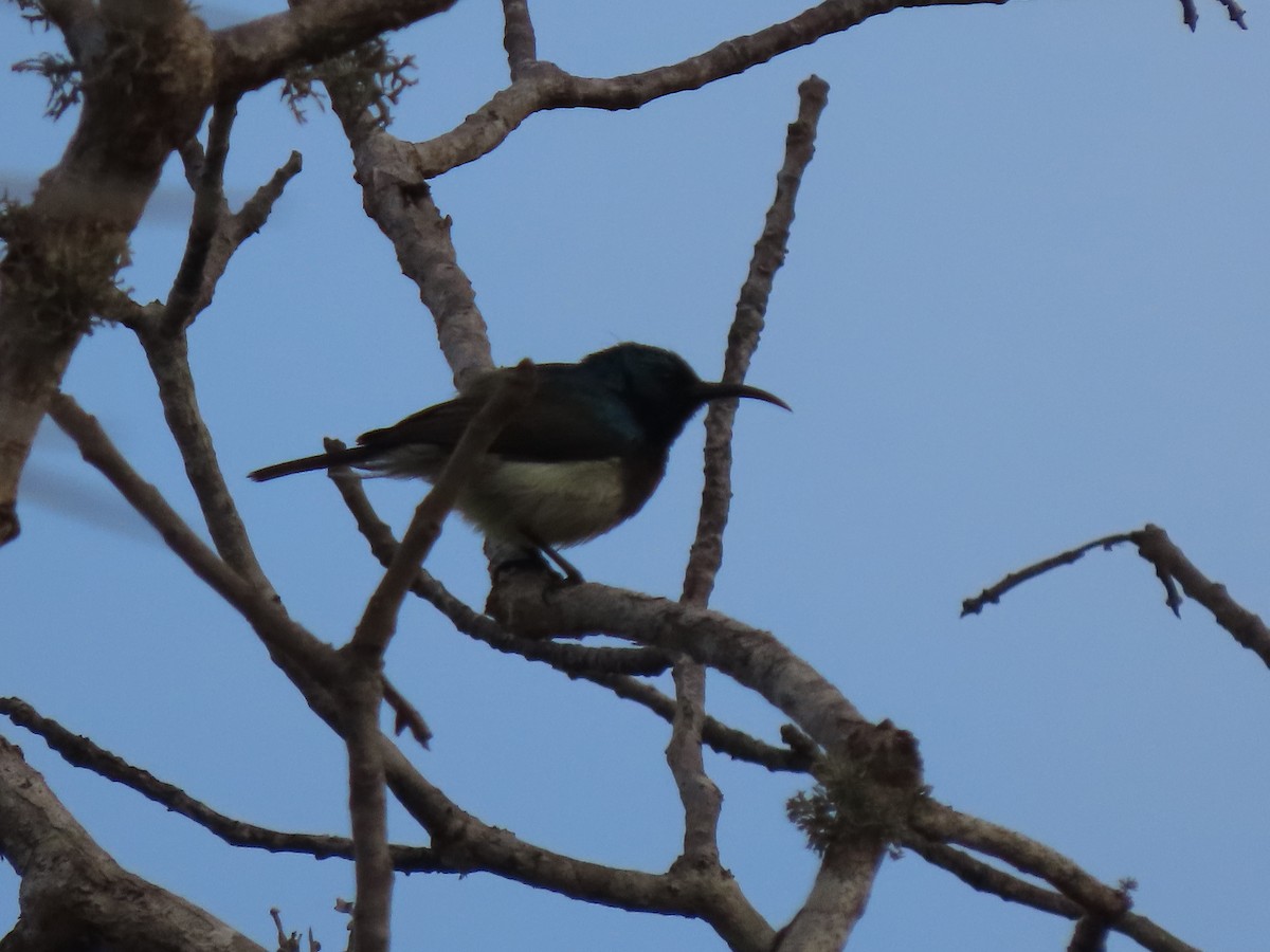 Souimanga Sunbird - ML642899031