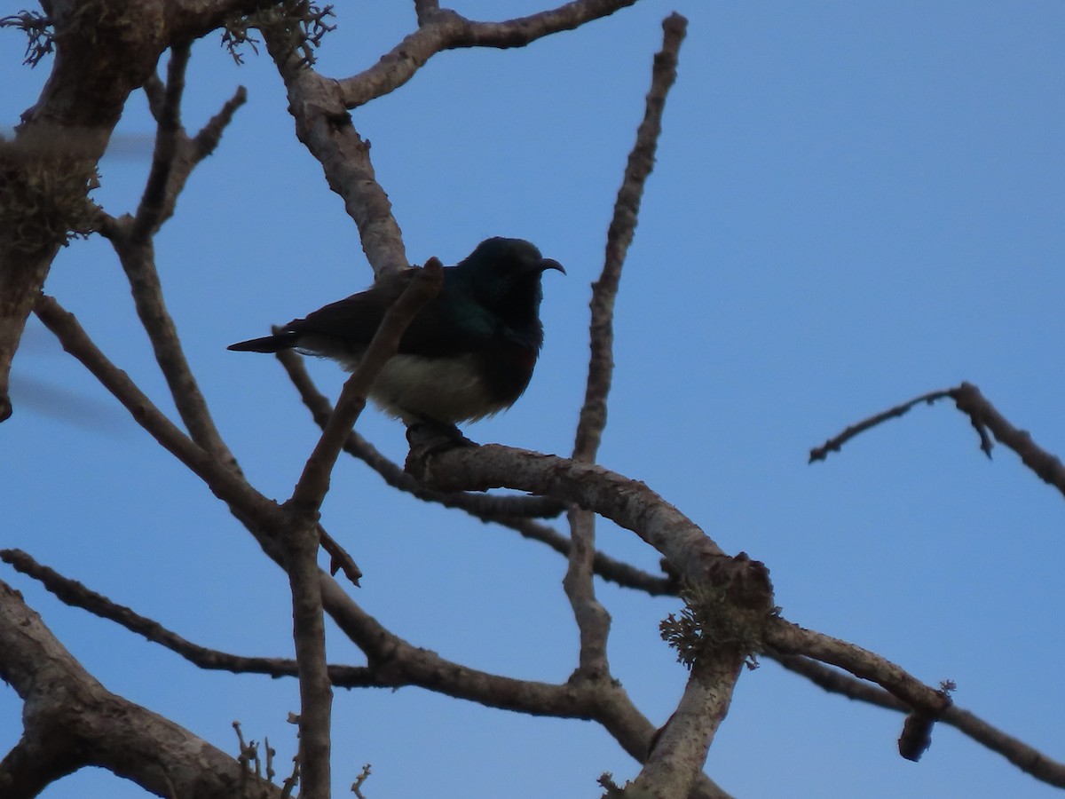 Souimanga Sunbird - ML642899032