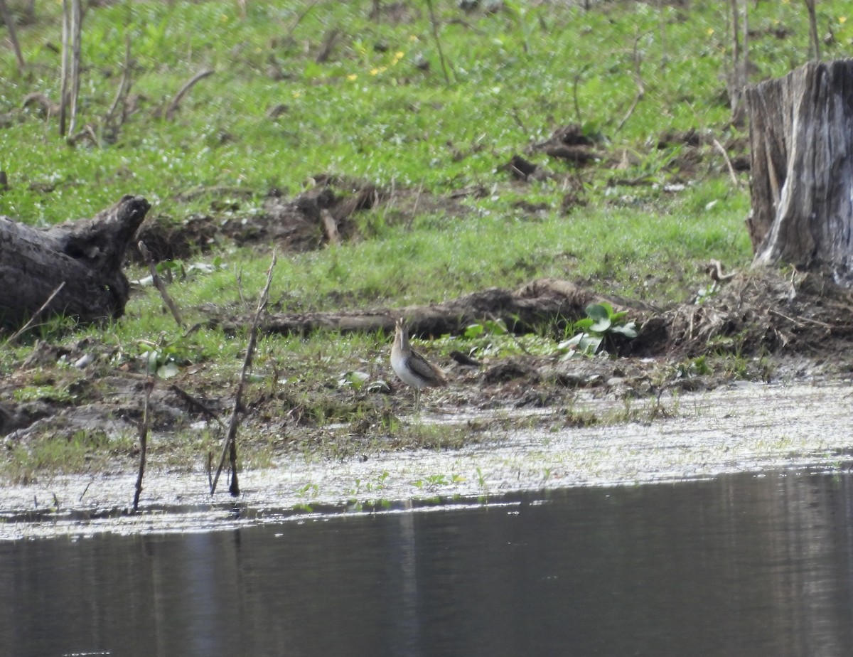 Latham's Snipe - ML642899049