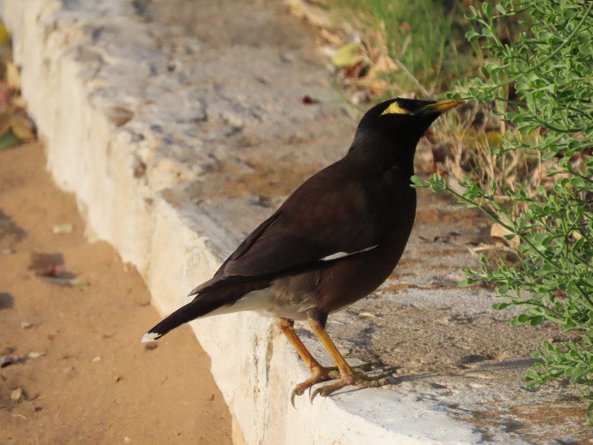 Common Myna - ML642899055