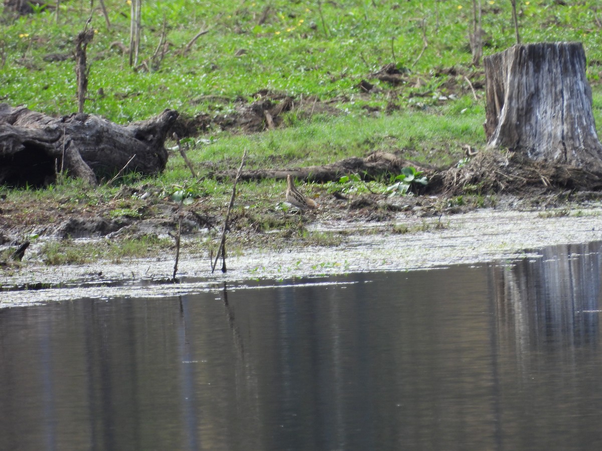 Latham's Snipe - ML642899058