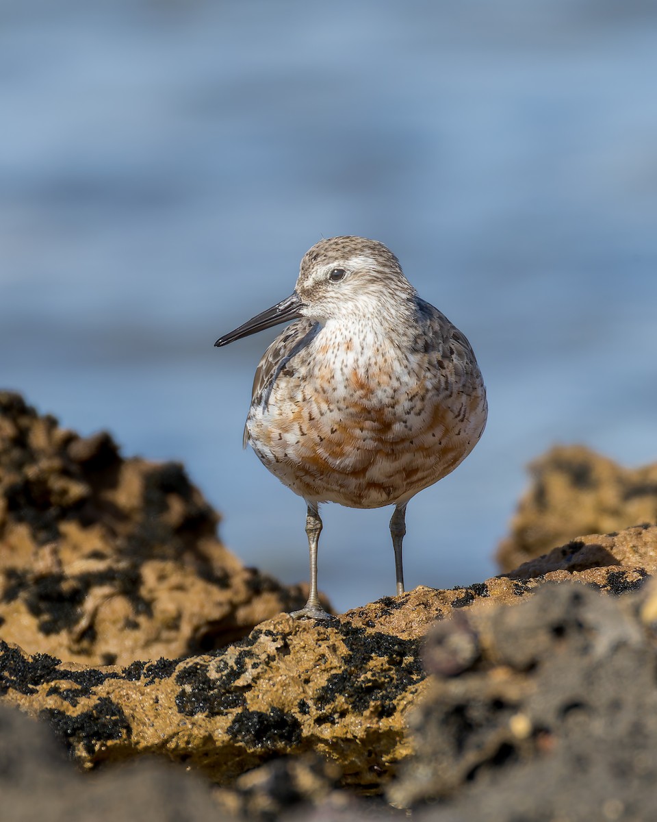 Red Knot - ML642899059