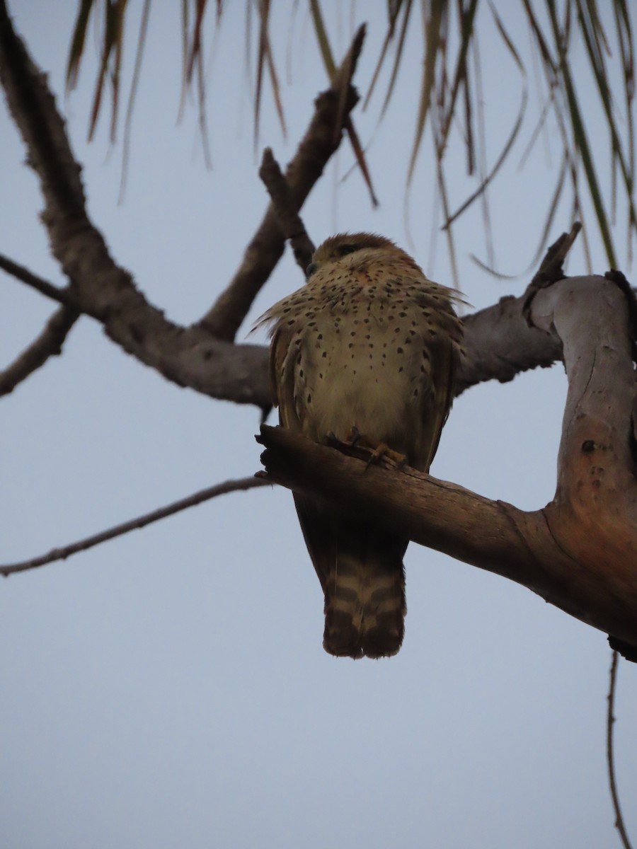 Malagasy Kestrel - ML642899060
