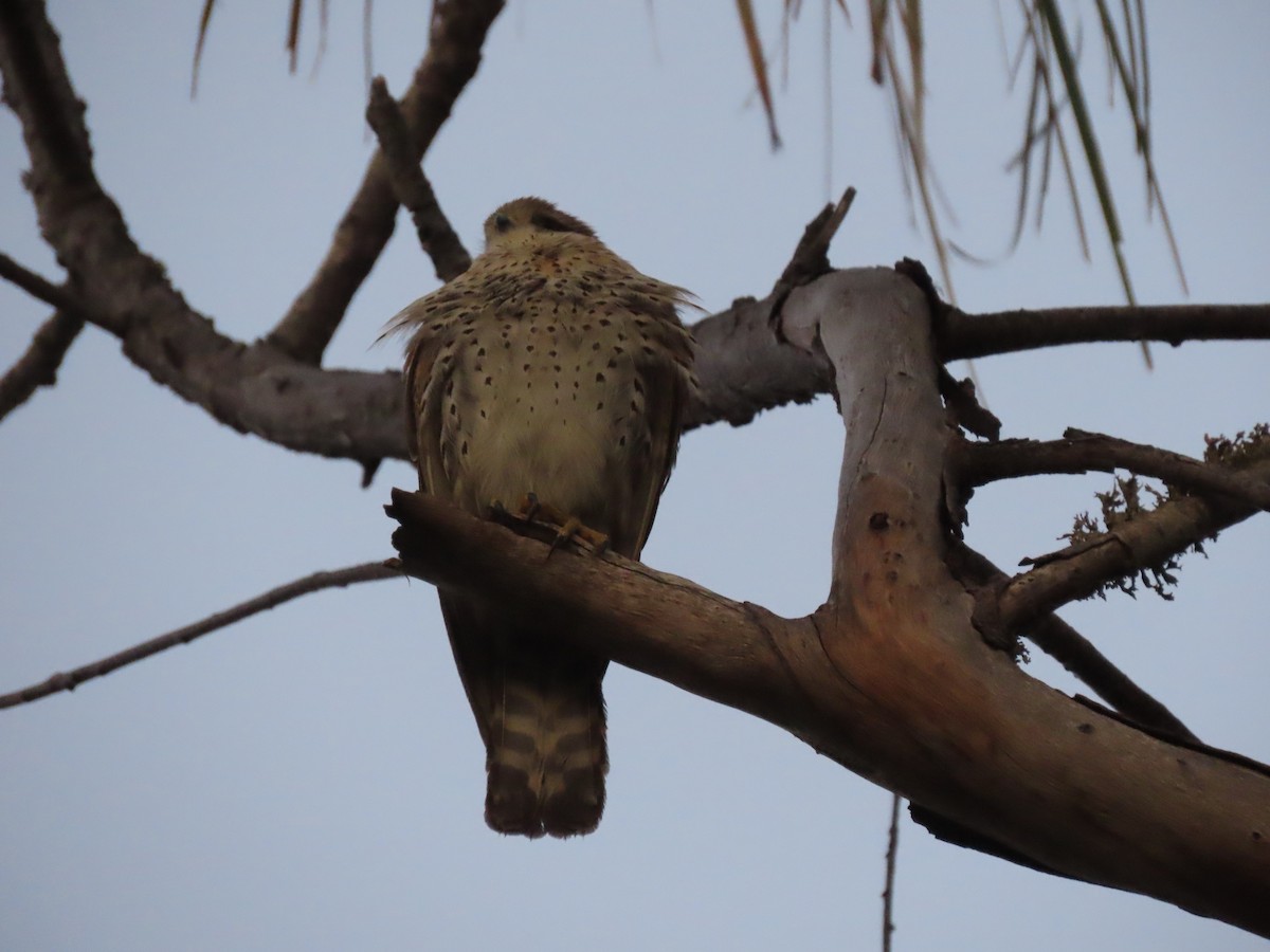 Malagasy Kestrel - ML642899061