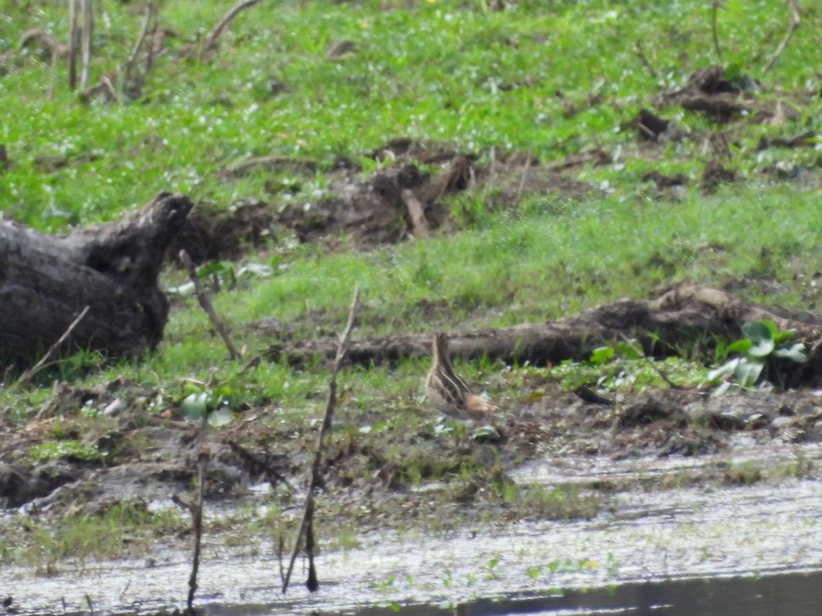 Latham's Snipe - ML642899062