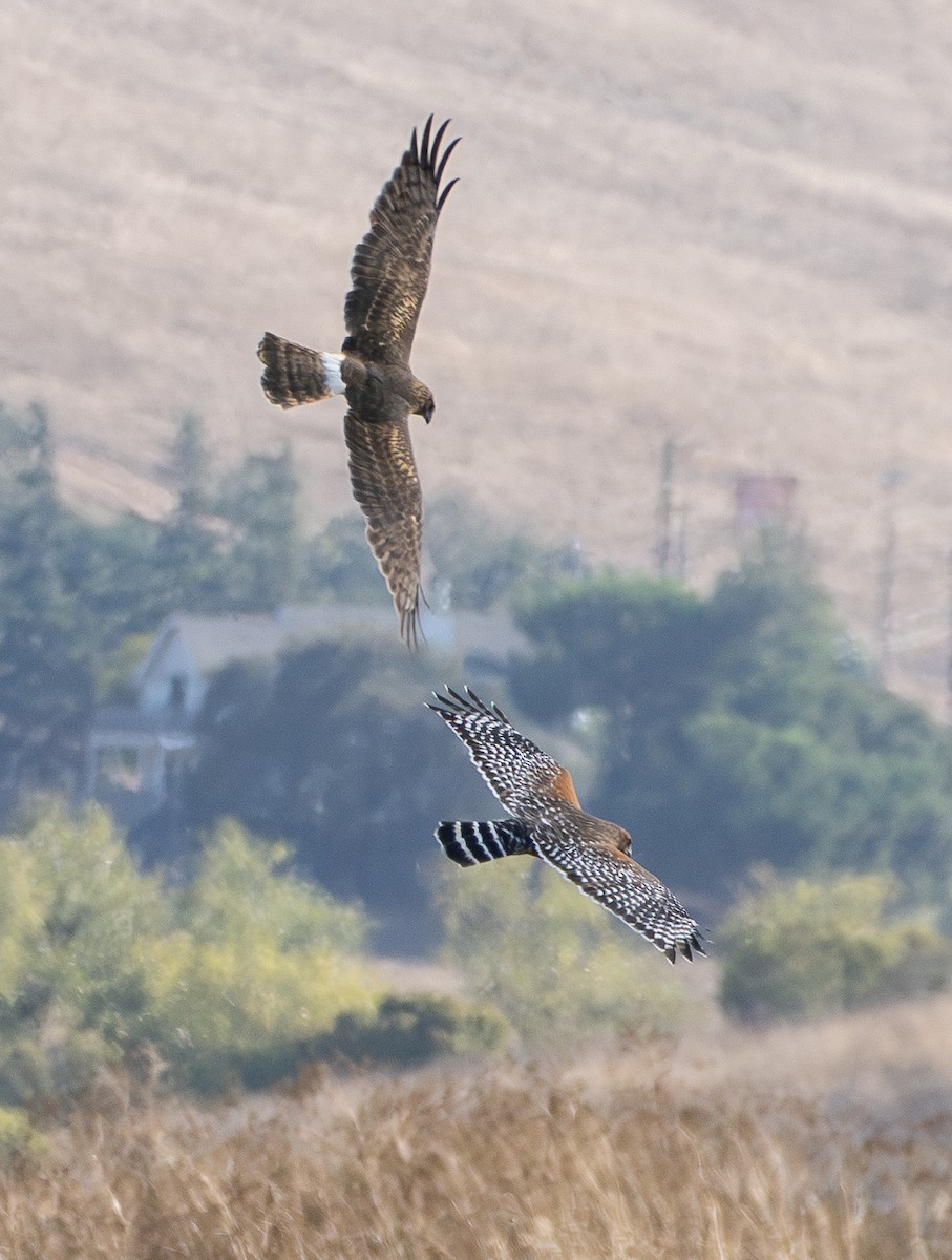 Northern Harrier - ML642899065