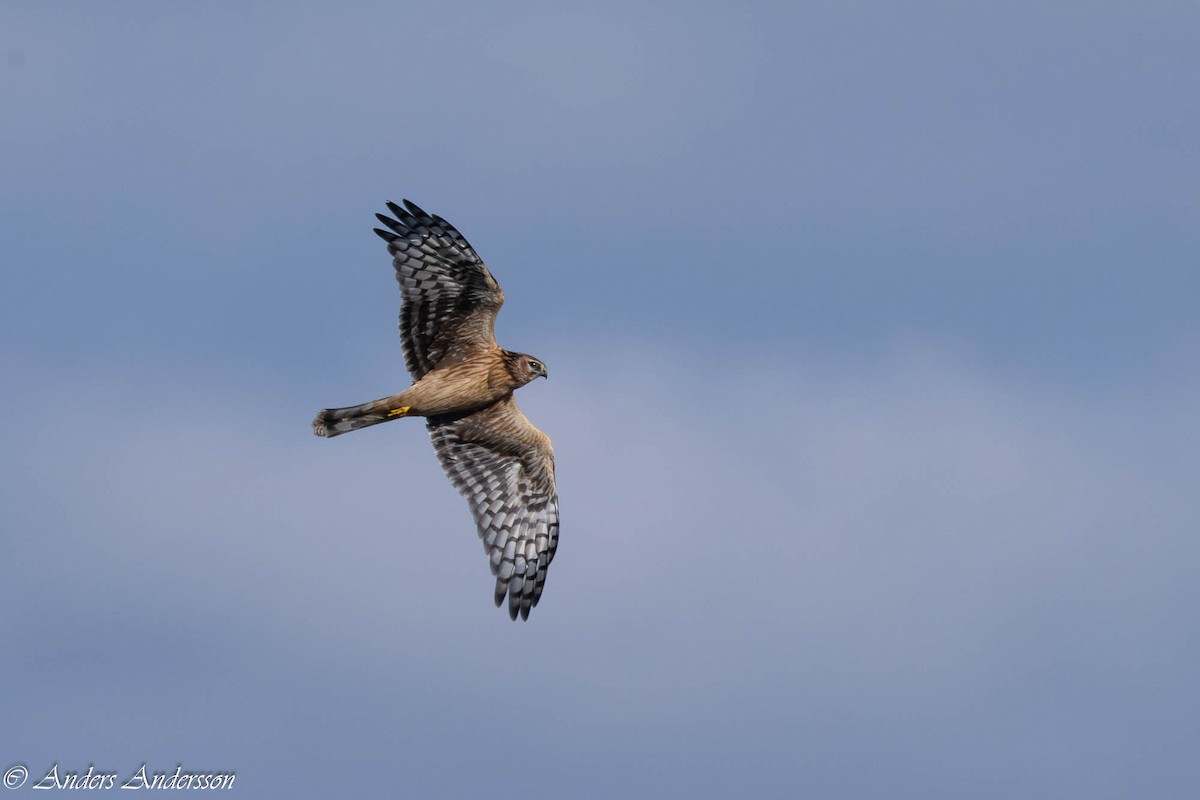 Hen Harrier - ML642899066