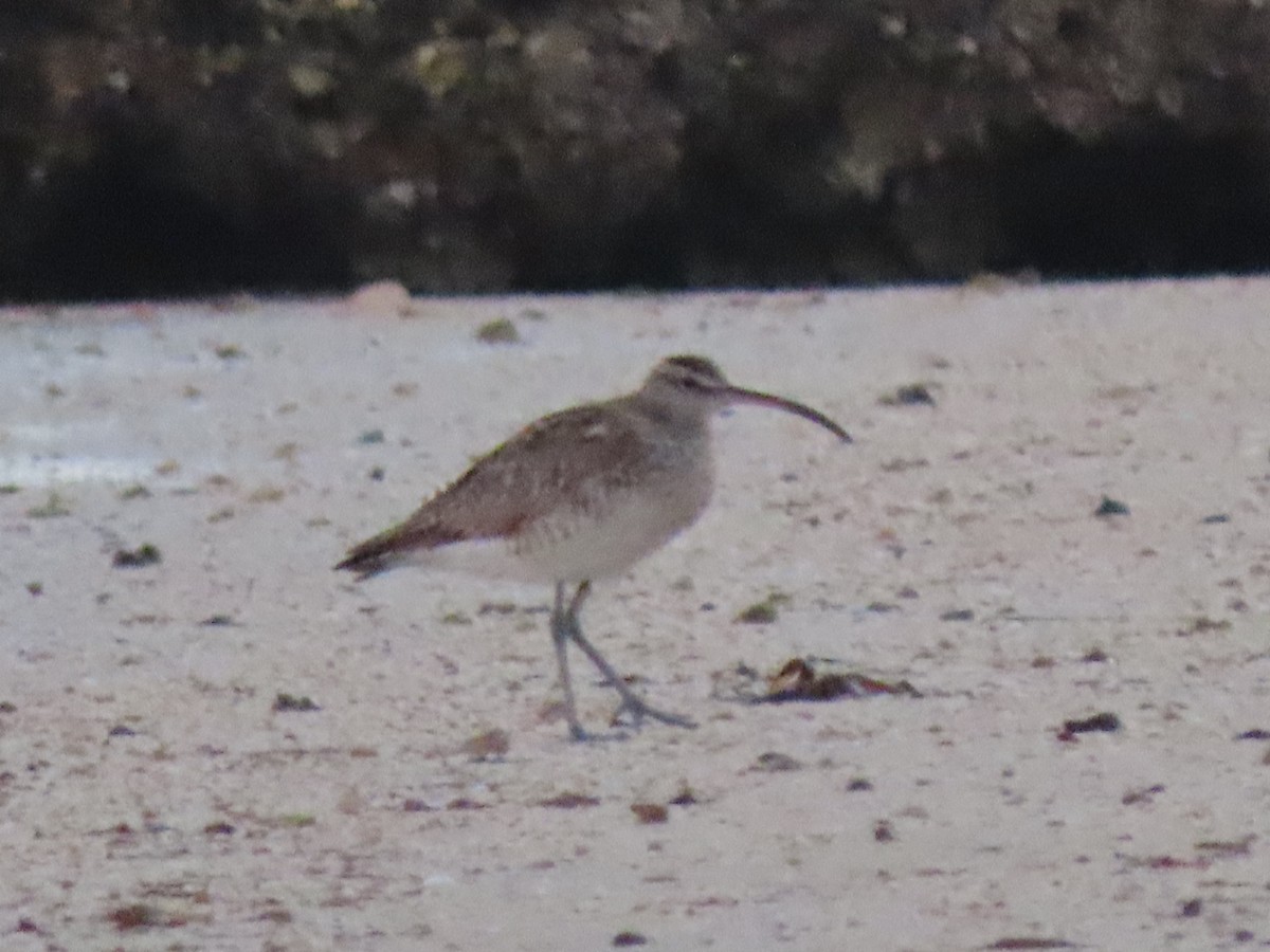 Whimbrel (European) - ML642899067