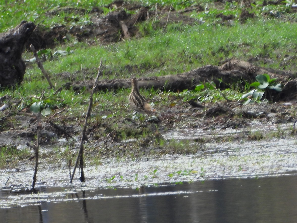 Latham's Snipe - ML642899068
