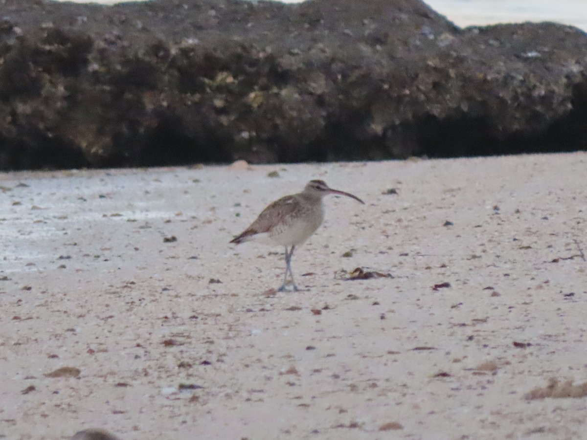 Whimbrel (European) - ML642899069