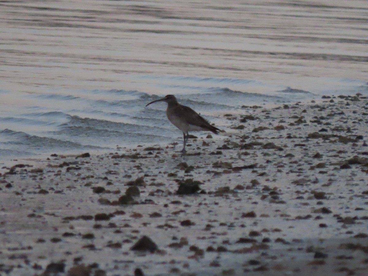 Whimbrel (European) - ML642899070