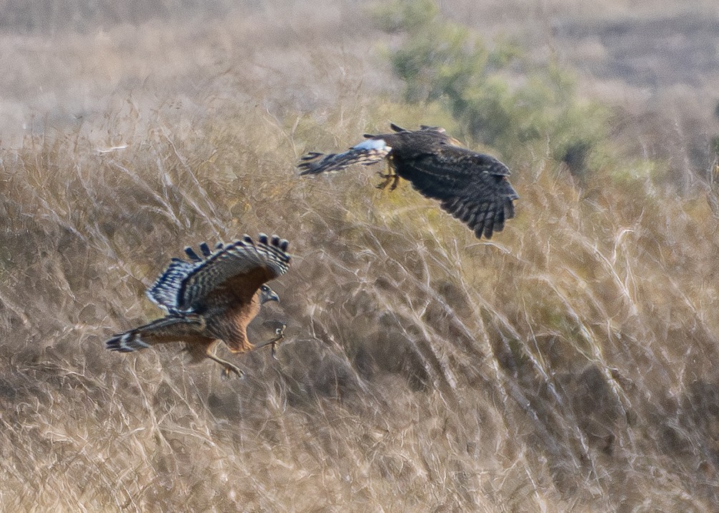 Red-shouldered Hawk - ML642899071