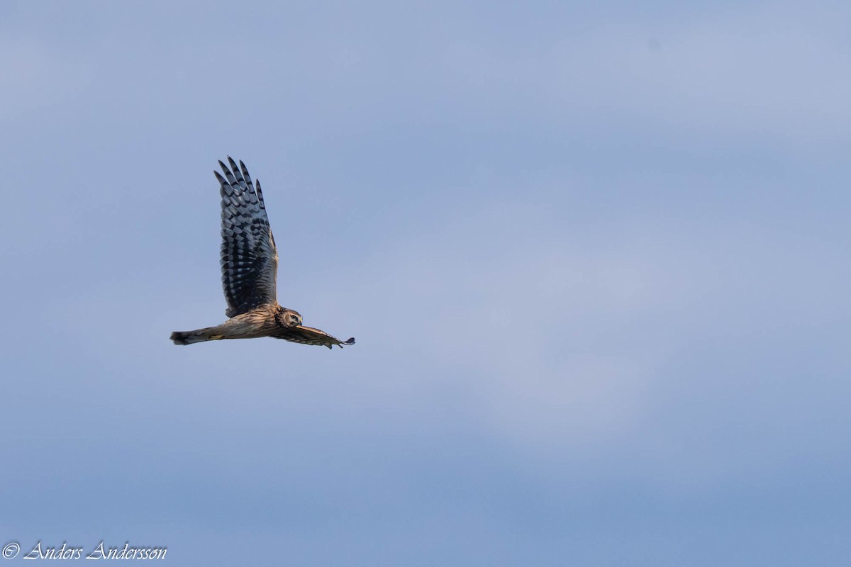 Hen Harrier - ML642899072